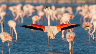 Le flamant rose, emblème vivant de la Camargue