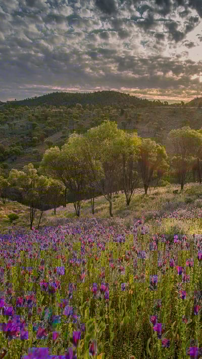 Wildflowers in the southern region of Flinders Ranges National Park, South Australia (© Southern Lightscapes-Australia/Getty Images) mobile wallpaper