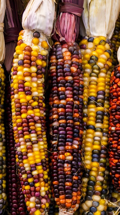 Flint corn (© Cynthia Liang/Shutterstock) mobile wallpaper