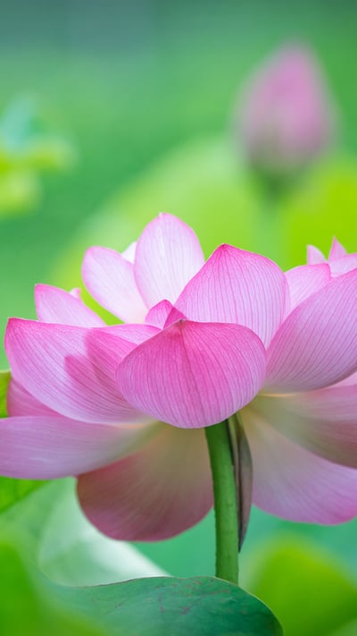 蓮の花 (© Gang Xiao Fen Ban/EyeEm Premium/Getty Imagesr) mobile wallpaper