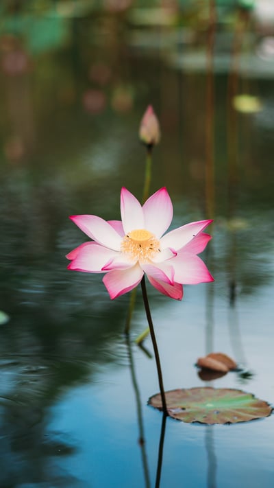 「蓮の花」ベトナム (© Tuan Nguyen Minh/500px/Getty Images) mobile wallpaper