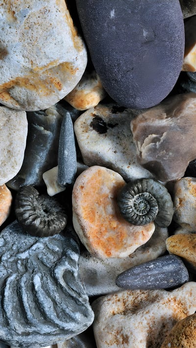 Fossils of belemnites and ammonites, Jurassic Coast, Dorset, England (© Nature Picture Library/Alamy) mobile wallpaper