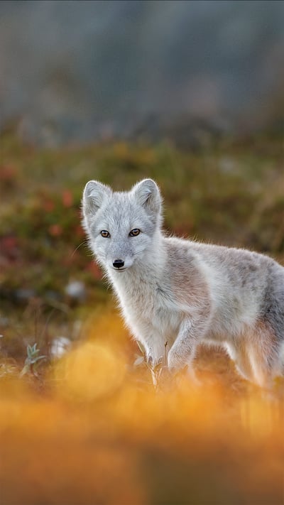 Arctic fox in Dovrefjell-Sunndalsfjella National Park, Norway (© Andy Trowbridge/Minden Pictures) mobile wallpaper