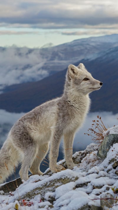 「ホッキョクギツネ」ドブレ山地, ノルウェー (© Andy Trowbridge/Minden Pictures) mobile wallpaper