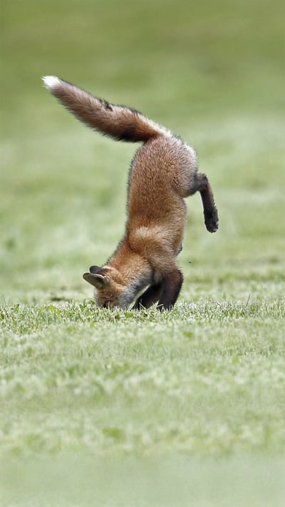 Fox kits practice their hunting skills, Quebec, Canada (© Vlad Kamenski/Shutterstock) mobile wallpaper