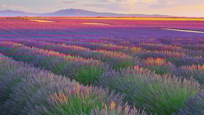 Fragrant horizons