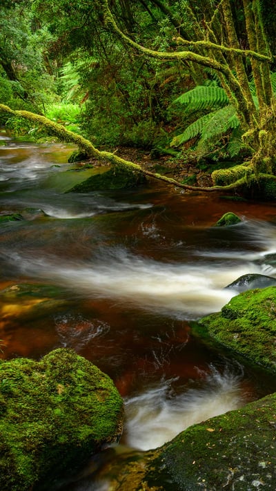 Franklin-Gordon Wild Rivers National Park, Tasmania (© Heeb Photos/eStock Photo) mobile wallpaper
