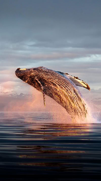 North Pacific humpback whale breaching in Frederick Sound, Alaska (© Tony Wu/Minden Pictures) mobile wallpaper