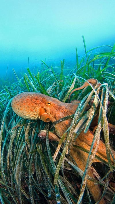 Common octopus off the coast of France in the Mediterranean Sea (© BIOSPHOTO/Alamy) mobile wallpaper