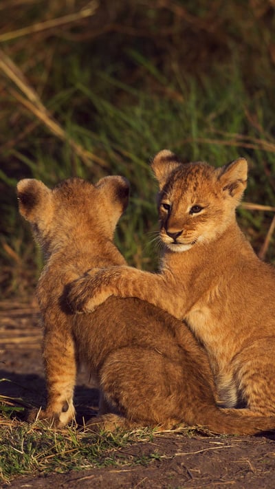 Deux lionceaux dans la réserve nationale du Masai Mara au Kenya (© Anup Shah/Minden) mobile wallpaper