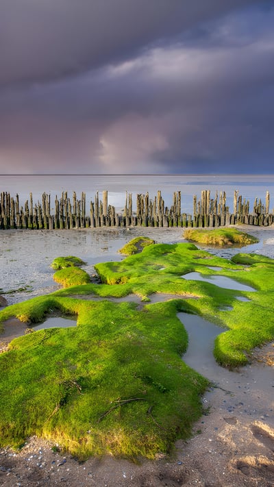 Wadden Sea coast, near Moddergat, Friesland, Netherlands (© Ron ter Burg/Minden Pictures) mobile wallpaper