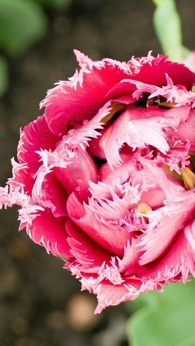 Pink fringed tulip, Ottawa, Canada (© colimachon/Getty Images) mobile wallpaper