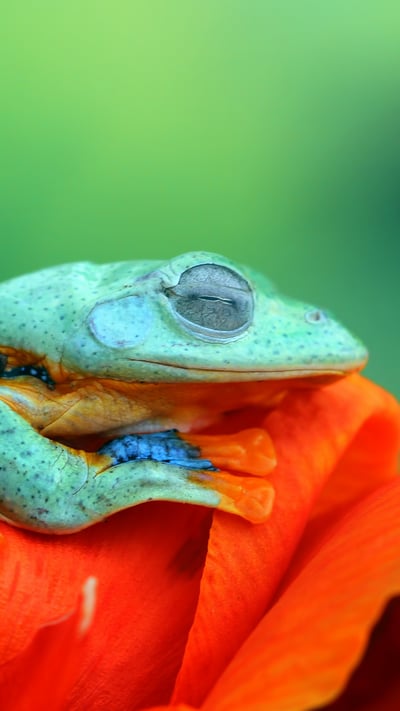 Javan tree frog (© kuritafsheen/Getty Images) mobile wallpaper