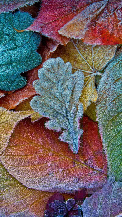 Feuilles d’automne gelées (© sagarmanis/Getty Images) mobile wallpaper