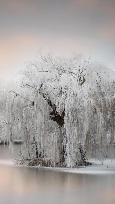 池塘边结了冰的树 (© Philippe Sainte-Laudy Photography/Getty Images) mobile wallpaper
