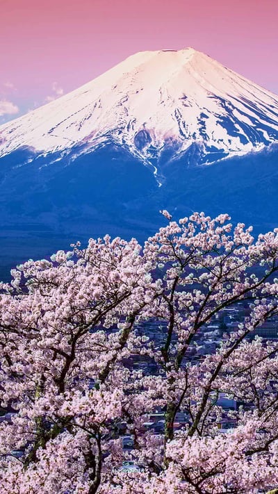 富士山と桜, 山梨 富士河口湖町 (© Sanchai Loongroong/Moment/Getty Images) mobile wallpaper