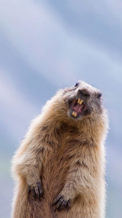 Alpine marmot in Hohe Tauern National Park, Austria (© Misja Smits/Minden Pictures) mobile wallpaper