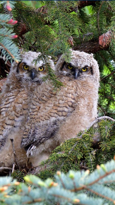 Great horned owl fledglings (© Michael Morse/Getty Images) mobile wallpaper