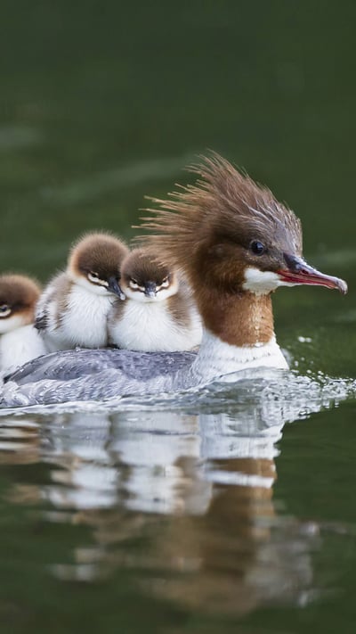 Goosander with chicks on her back, Bavaria, Germany (© Westend61/Getty Images) mobile wallpaper