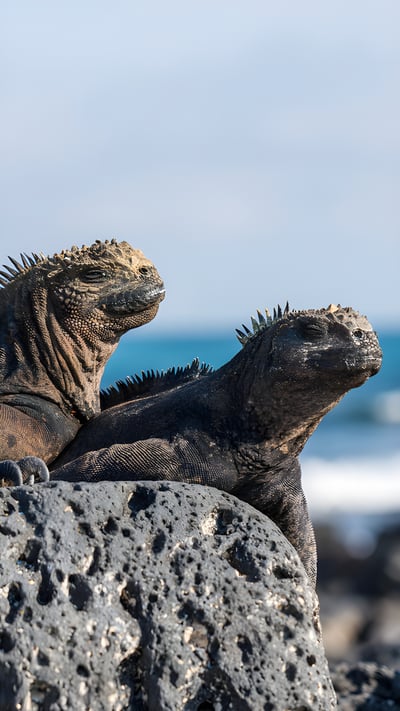 Marine iguanas, Galápagos Islands, Ecuador (© helovi/Getty Images) mobile wallpaper
