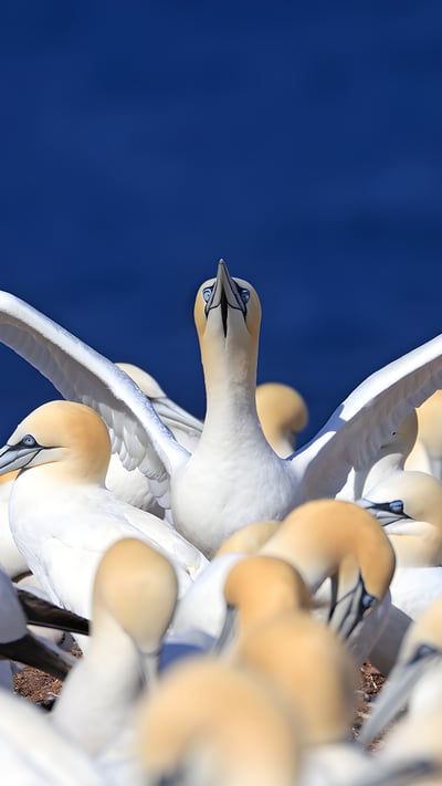 Colony of northern gannets, Quebec (© Vladone/Getty Images) mobile wallpaper