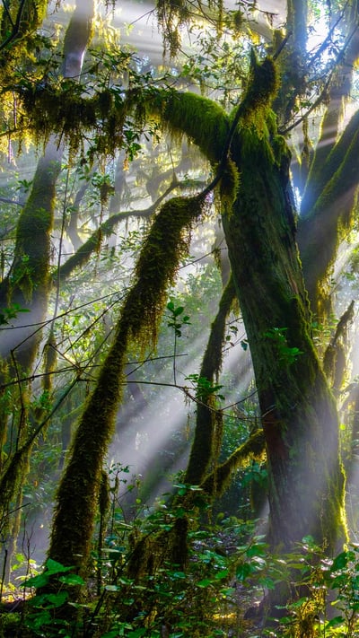 Rayons de soleil à travers les arbres de la forêt du parc national de Garajonay, La Gomera, Canaries, Espagne (© Martin Siepmann/Westend61/offset by shutterstock) mobile wallpaper