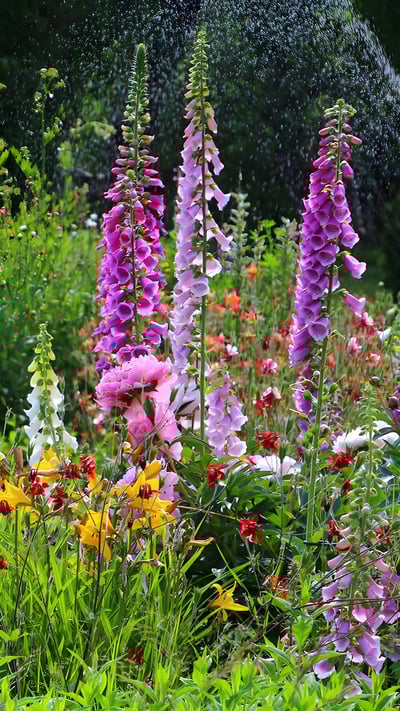 Flowers blooming in a garden, Alaska (© jet 67/Shutterstock) mobile wallpaper
