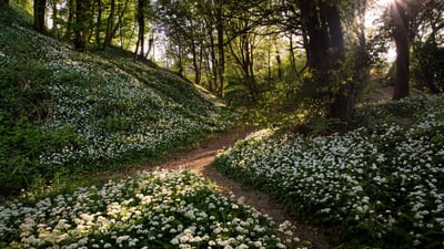 A 'clove' affair to remember