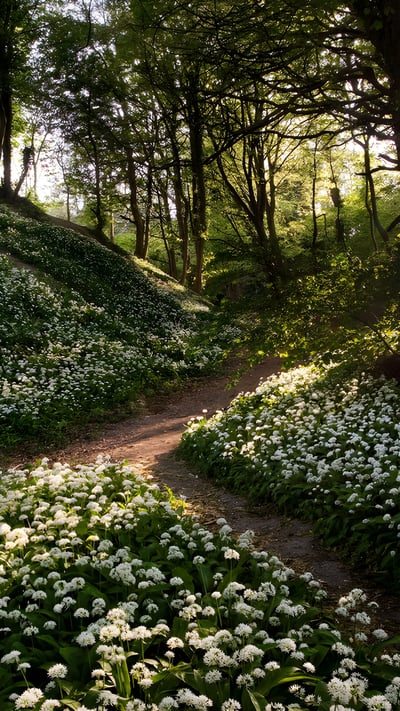 Wild garlic, Greatwood Copse, Isle of Wight, England (© Available Light Photography/Alamy Stock Photo) mobile wallpaper