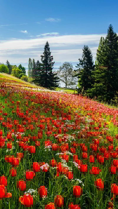 Tulpenblüten auf der Insel Mainau, Bodensee (© Reinhard Schmid/Huber/eStock Photo) mobile wallpaper