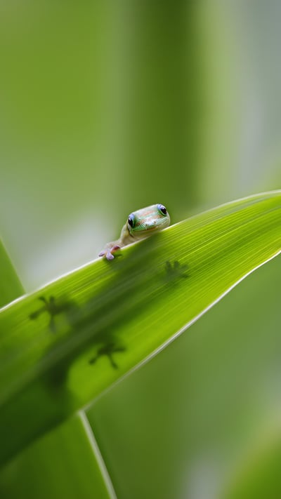 Tiny gecko on a leaf (© Darren Greenwood/Alamy) mobile wallpaper