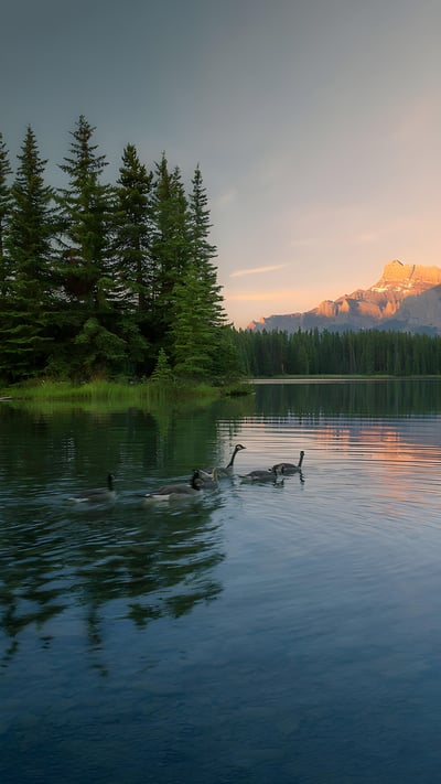 A family of Canadian geese swimming in a lake in Banff National Park, Alberta (© Chase Dekker Wild-Life Images/Moment/Getty Images) mobile wallpaper