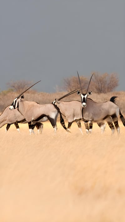 Southern gemsbok in the savanna, Botswana (© Karine Aigner/Tandem Stills + Motion) mobile wallpaper