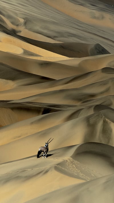 Gemsbok (Oryx gazella) in sand dunes, Namibia (© Sergey Gorshkov/Minden) mobile wallpaper