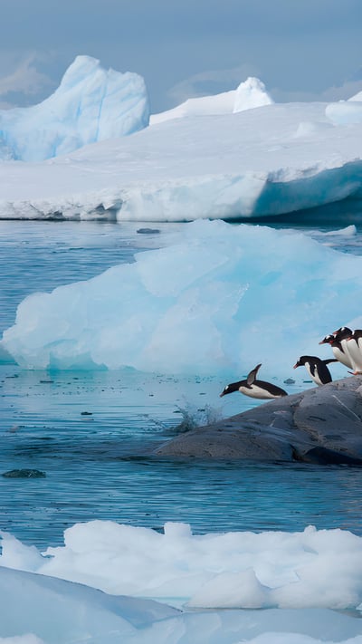 Gentoo penguins, Antarctica (© Art Wolfe/Getty Images) mobile wallpaper