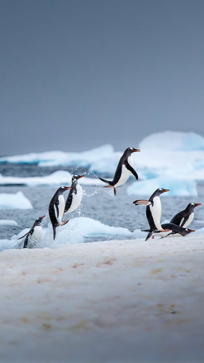 Gentoo penguins near Danco Island, Antarctica (© David Merron/Getty Images) mobile wallpaper