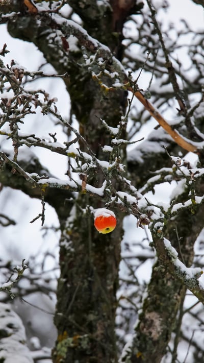 Apfel hängt an einem verschneiten Baum, Deutschland (© Westend61/Getty Images) mobile wallpaper