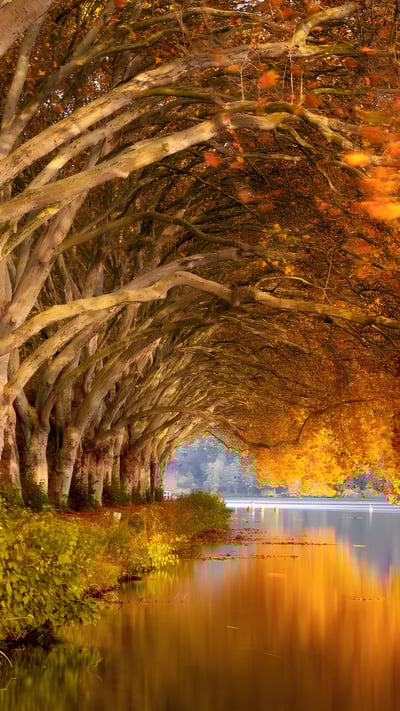 Herbstbäume am Baldeneysee, NRW (© Simon Perez/Alamy Stock Photo) mobile wallpaper