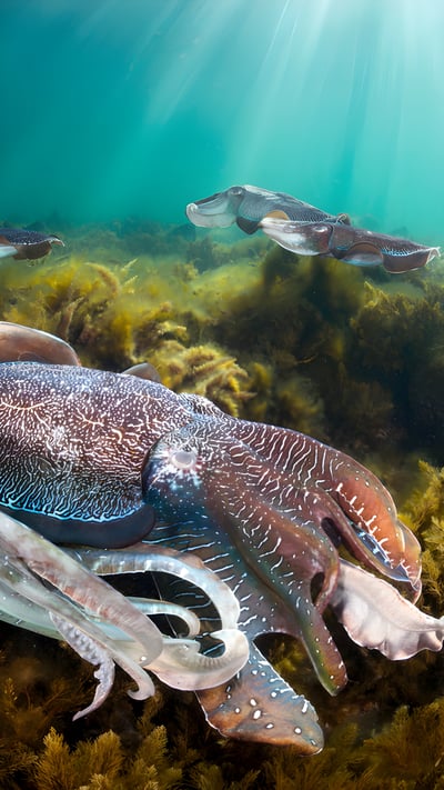 Group of giant cuttlefish in Spencer Gulf, off Whyalla, South Australia (© Gary Bell/Minden Pictures) mobile wallpaper