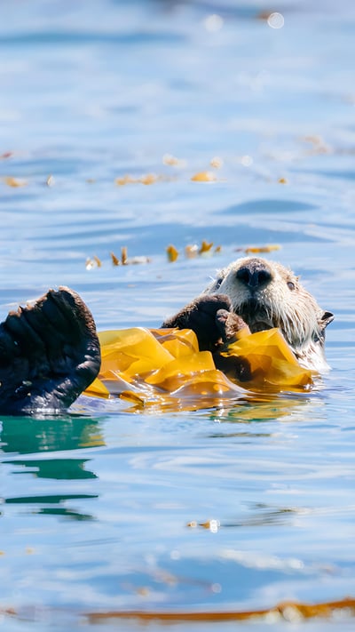 Sea otter in Bartlett Cove, Glacier Bay National Park and Preserve, Alaska (© Andrew Peacock/Tandem Stills + Motion) mobile wallpaper