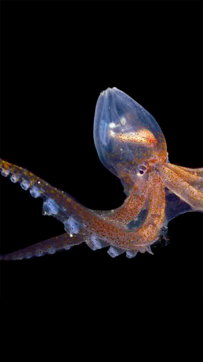 Glass octopus in the Atlantic Ocean off Cabo Verde (© Solvin Zankl/Minden Pictures) mobile wallpaper