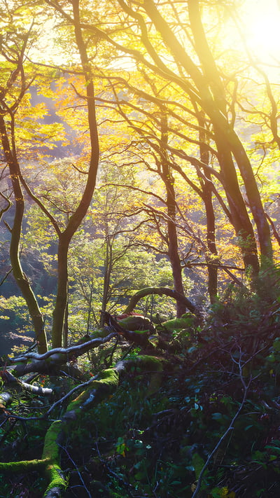 グレナリフ森林公園, 北アイルランド アントリム県 (© Peter Zelei/Getty Images) mobile wallpaper