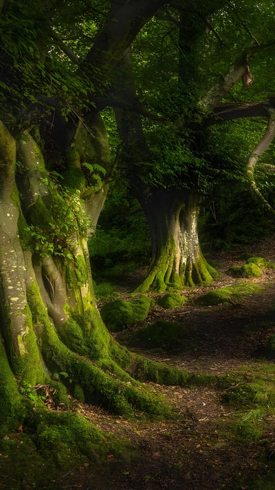 Ancient beech tree, Glenariff Forest Park, County Antrim, Northern Ireland (© Dawid K Photography/Shutterstock) mobile wallpaper