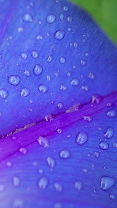 「朝顔」 (© Aflo Co. Ltd./Alamy Stock Photo) mobile wallpaper