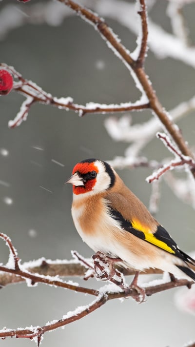 「ゴシキヒワとローズヒップ」 (© Ernie Janes/Nature Picture Library/Offset) mobile wallpaper