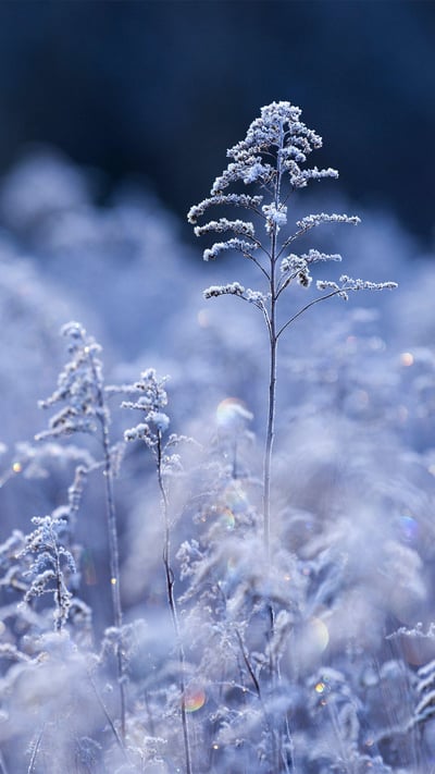 Samenköpfe der Kanadischen Goldrute im Raureif im Morgenlicht, Wasgau, NP Pfälzerwald, Biosphärenreservat Pfälzerwald-Nordvogesen, Rheinland-Pfalz (© mauritius images GmbH/Alamy Stock Photo) mobile wallpaper