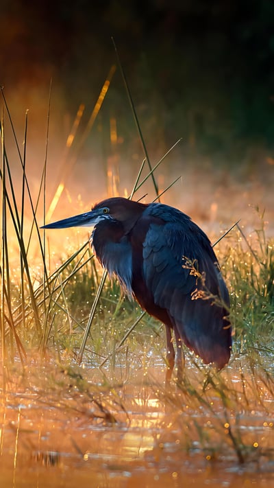 Goliath heron, Kruger National Park, South Africa (© Johan Swanepoel/Alamy) mobile wallpaper