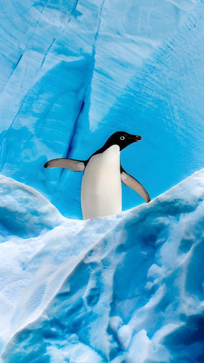 Adélie penguin in Graham Passage, Antarctic Peninsula, Antarctica (© Nick Garbutt/Minden Pictures) mobile wallpaper