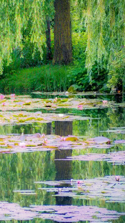 Le jardin de Monet à Giverny, France (© Simon Kirwan/Alamy Stock Photo) mobile wallpaper