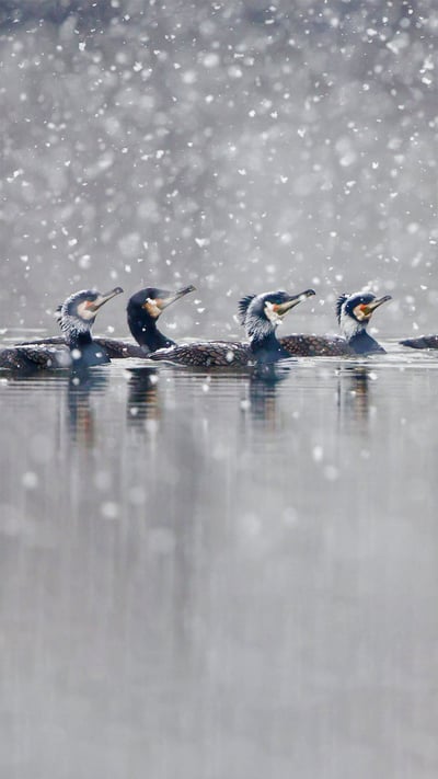 Great cormorants gliding through a snowstorm in Hesse, Germany (© Wilfried Martin/Getty Images) mobile wallpaper